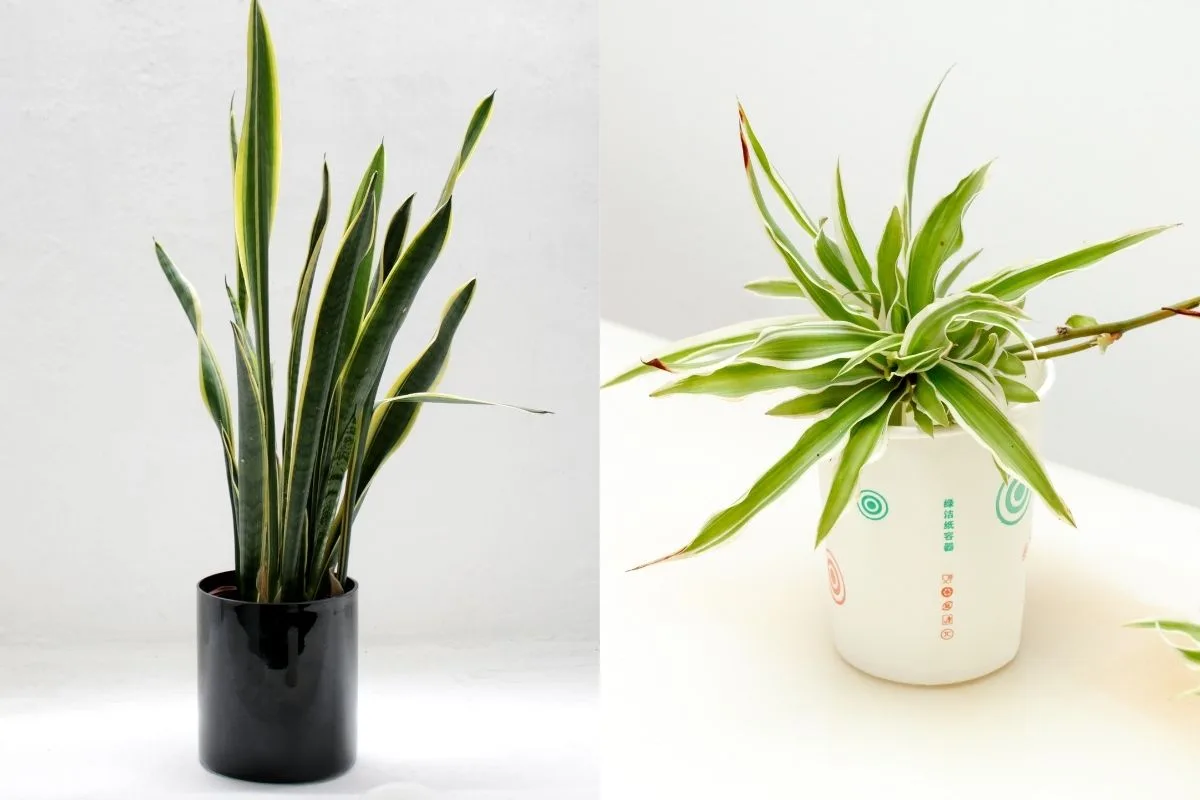 spider plant leaf snake plant leaf